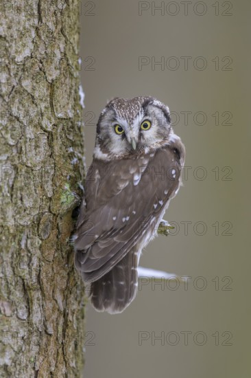 Great horned owl (Aegolius funereus), sitting close to a spruce trunk in winter, biosphere reserve, Swabian Alb, Baden-Württemberg, Germany