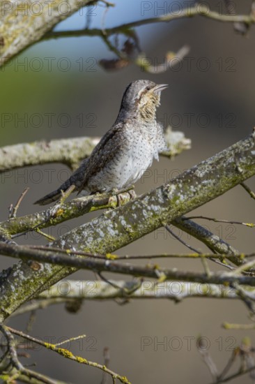 Eurasian wryneck (Jynx torquilla) Germany
