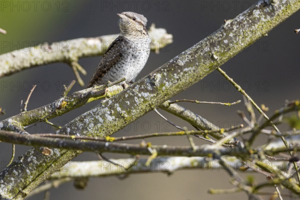 Eurasian wryneck (Jynx torquilla) Germany
