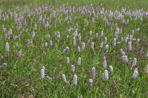 Snake knotweed (Bistorta officinalis) on a spring meadow, Bavaria, Germany