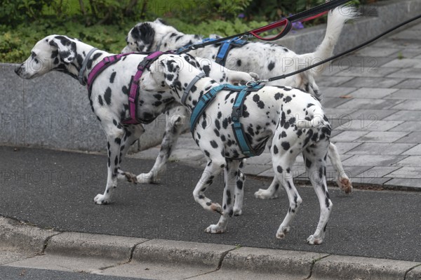 Dogs, three Dalmatians (Canis lupus familiaris) on a lead, Bavaria, Germany