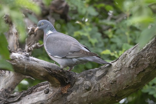 Wood pigeon on a branch in a cherry tree (Columba palumbus), Bavaria, Germany