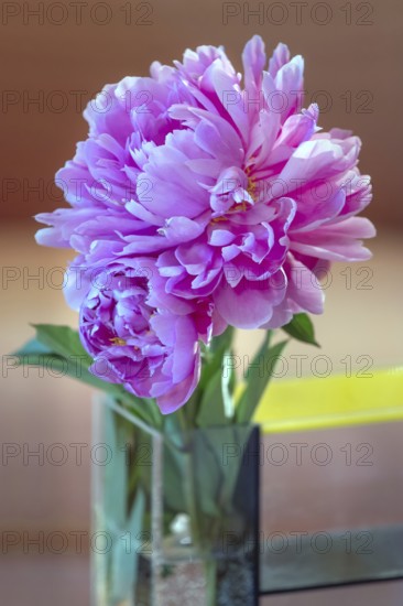 Peony blossoms (Paeonia), Bavaria, Germany