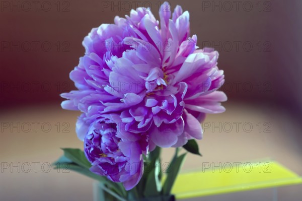 Peony blossoms (Paeonia), Bavaria, Germany