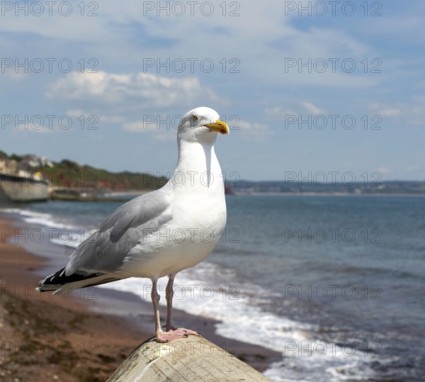 European Herring Gull, Larus argentatus, standing on sea wall above beach, Dawlish, south Devon, England, UK