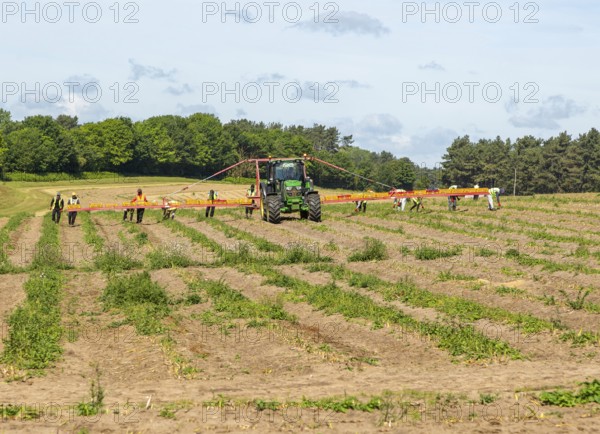 Team of foreign workers harvesting asparagus crop loading onto boxes on tractor boom, Suffolk, England, UK