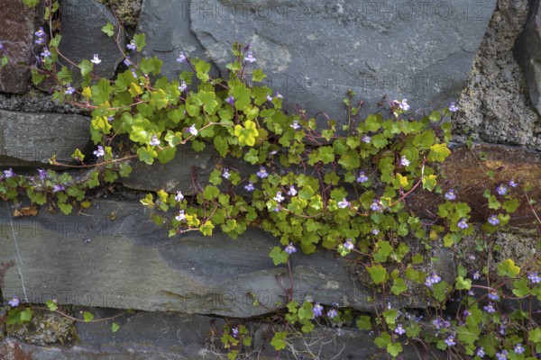 Cymbalaria muralis on a wall, North Rhine-Westphalia, Germany