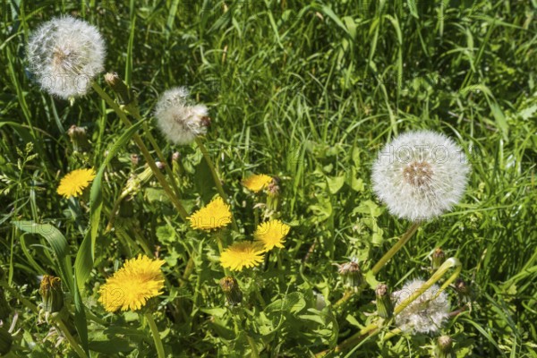 Meadow with faded dandelion (Taraxacum), dandelion, North Rhine-Westphalia, Germany