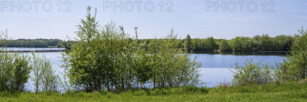 Shrubs on the shore of the Lippesee, reservoir, Sande, Paderborn, Westphalia, North Rhine-Westphalia, Germany