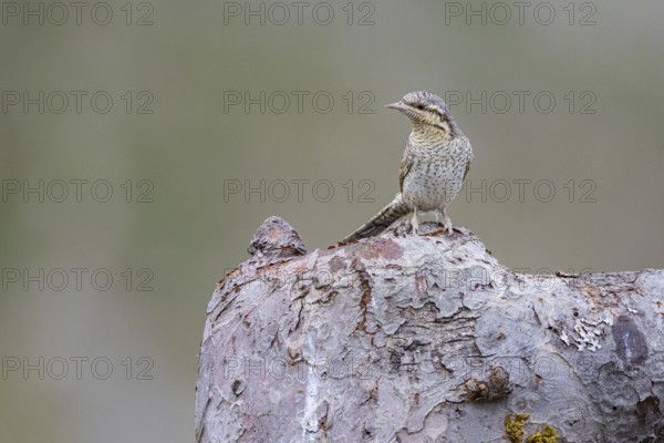 Eurasian wryneck (Jynx torquilla) Germany