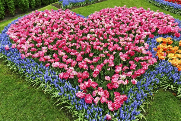 Heart, bed with tulips (Tulipa) and grape hyacinths (Muscari), view from above, Keukenhof Gardens, Lisse, Bollenstreek, South Holland, Netherlands