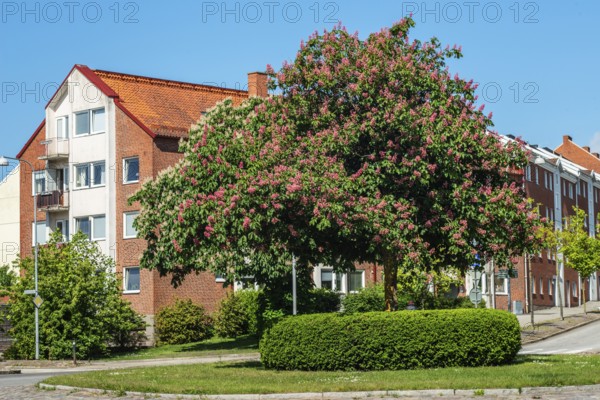 Flowering chestnut trees by street and apartment buildings in Ystad, Skåne County, Sweden, Scandinavia