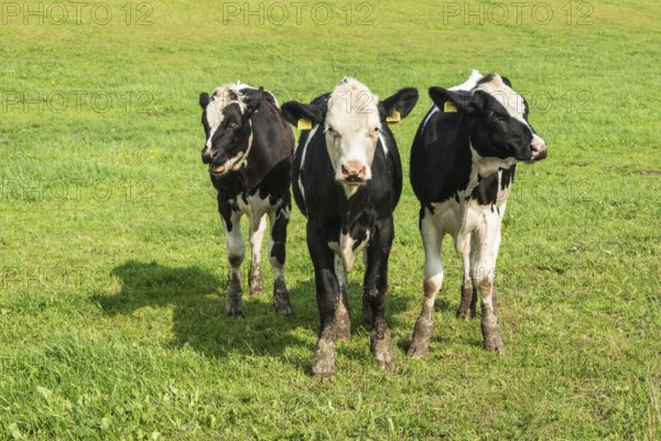 Young black and white lowland cattle on pasture in Ystad municipality, Skåne county, Sweden, Scandinavia