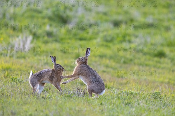 European hare (Lepus europaeus) Germany