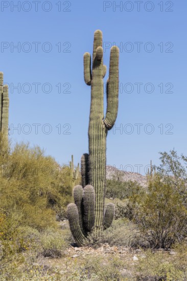 Saguaro (Carnegiea gigantea) cacti at the White Tank Mountain Regional Park in Phoenix, Arizona, USA