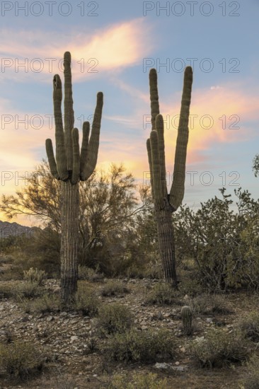 Silhouette of saguaro (Carnegiea gigantea) cacti on the evening sky at the White Tank Mountain Regional Park in Phoenix, Arizona, USA