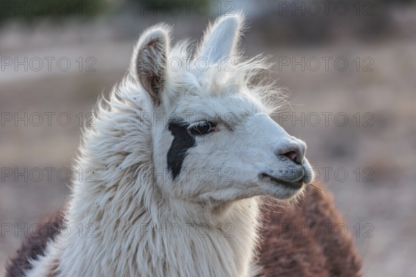 Domesticated alpaca livestock helps to protect goats from predators on a ranch in Sonora, Texas, USA