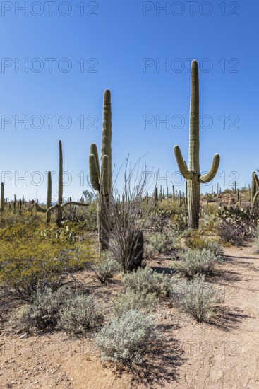 Saguaro and ocotillo cacti along a trail at the Organ Pipe Cactus National Monument in southern Arizona, USA