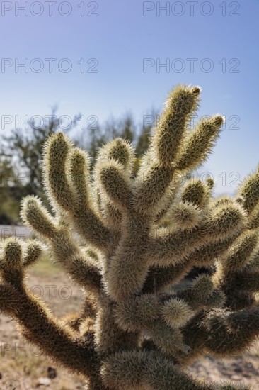 Closeup of a teddy bear cholla (Cylindropuntia bigelovii) cactus at the White Tank Mountain Regional Park in Phoenix, Arizona, USA