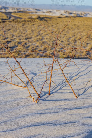 Gypsum dunefields at White Sands National Monument located within the Chihuahuan Desert and the Tularosa Basin near Alamorodo, New Mexico, USA