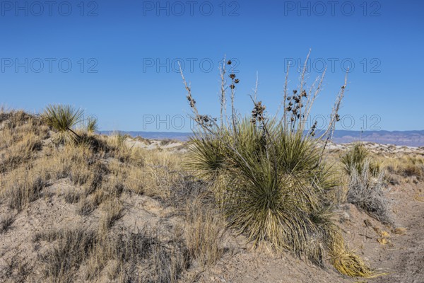 Gypsum dunefields at White Sands National Monument located within the Chihuahuan Desert and the Tularosa Basin near Alamorodo, New Mexico, USA