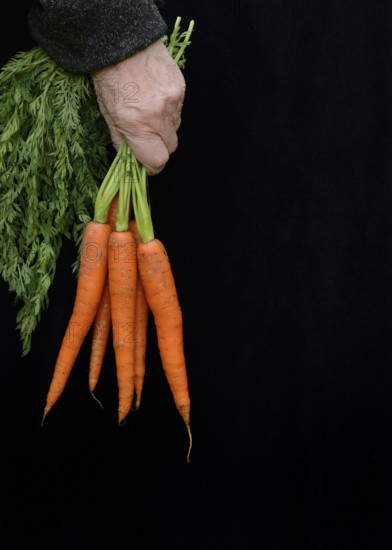 Hand holding bunch of carrots, Daucus carota