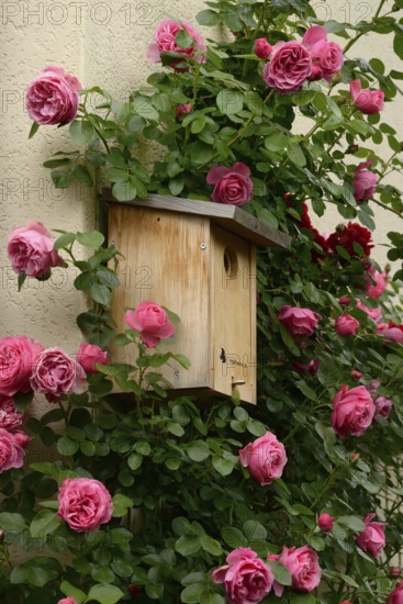Flowering climbing roses with nesting box, rose 'Leonardo da Vinci'