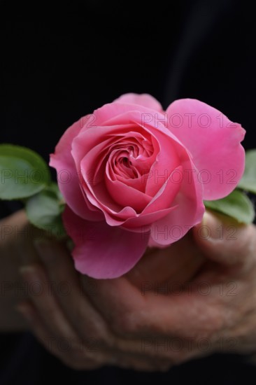 Hand holding pink rose blossom, rose 'Leonardo da Vinci'