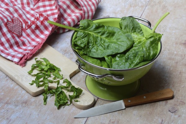 Spinach in sieve bowl, Spinacia oleracea