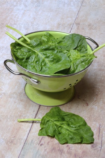Spinach in sieve bowl, Spinacia oleracea