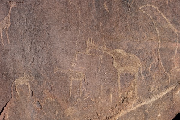 Detail, Depictions of animals on a rock slab, petroglyphs, rock engravings, Twyfelfontein, Kunene, Namibia