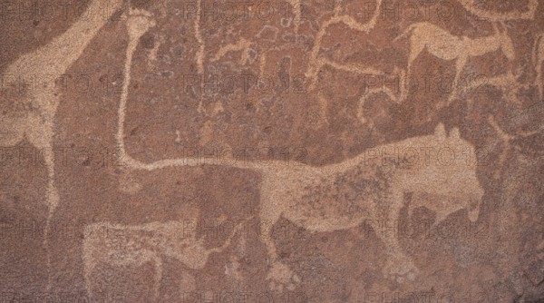 Detail, rock engraving of a lion, depictions of animals on a rock slab, lion slab, petroglyphs, rock engravings, Twyfelfontein, Kunene, Namibia