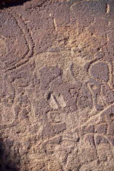 Detail, Depictions of animals on a rock slab, petroglyphs, rock engravings, Twyfelfontein, Kunene, Namibia