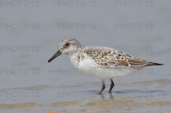 Sanderling (Calidris alba), standing in shallow water, wildlife, nature photography, wading bird, migratory bird, Apetlon, Lake Neusiedl, Burgenland, Austria