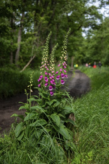 Flowering foxglove in the Darß Forest near Prerow, Mecklenburg-Western Pomerania, Germany