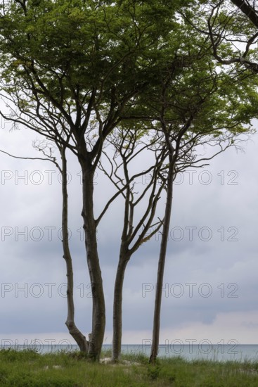 Wind-sculpted trees by the Baltic Sea, Prerow, Mecklenburg-Western Pomerania, Germany