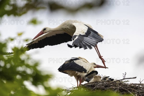 White stork (Ciconia ciconia) flies from the nest, pair with young birds in the nest, birds, Affenberg Salem, Linzgau, Baden-Württemberg, Germany