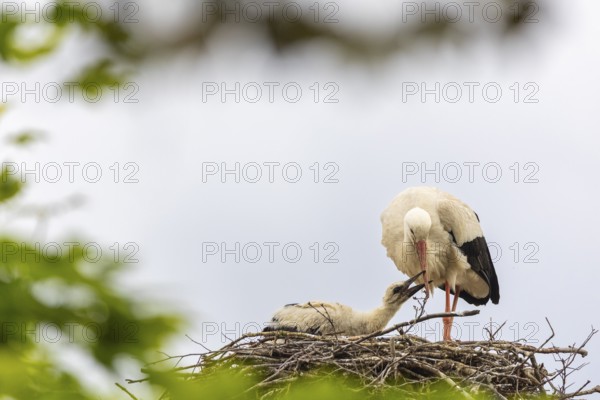 White stork (Ciconia ciconia) in the eyrie, young bird begging for food, birds, Affenberg Salem, Linzgau, Baden-Württemberg, Germany
