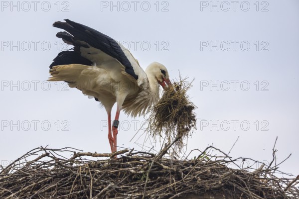 White stork (Ciconia ciconia) bringing nesting material to the nest, birds, Affenberg Salem, Linzgau, Baden-Württemberg, Germany