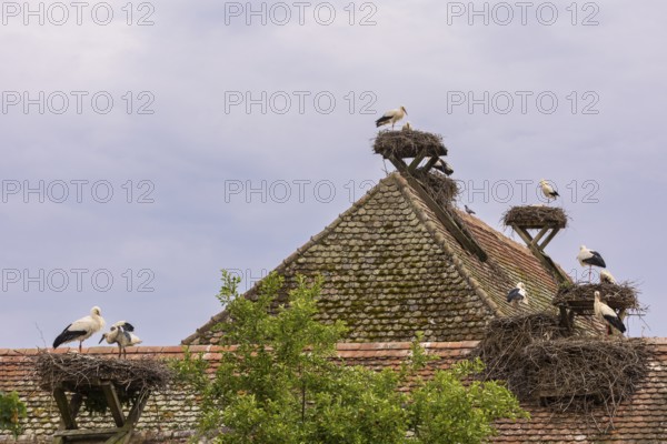 White stork (Ciconia ciconia), many stork nests on the roof of a house, birds, Affenberg Salem, Linzgau, Baden-Württemberg, Germany