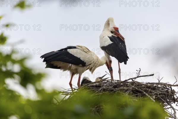 White stork (Ciconia ciconia) chattering, pair sitting in nest, birds, Affenberg Salem, Linzgau, Baden-Württemberg, Germany