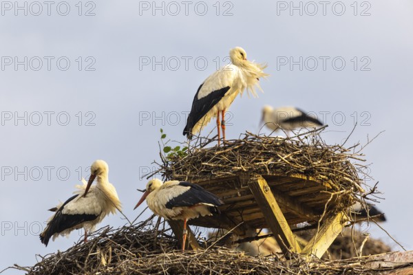 Group of white storks (Ciconia ciconia) on their nests, birds, Affenberg Salem, Linzgau, Baden-Württemberg, Germany