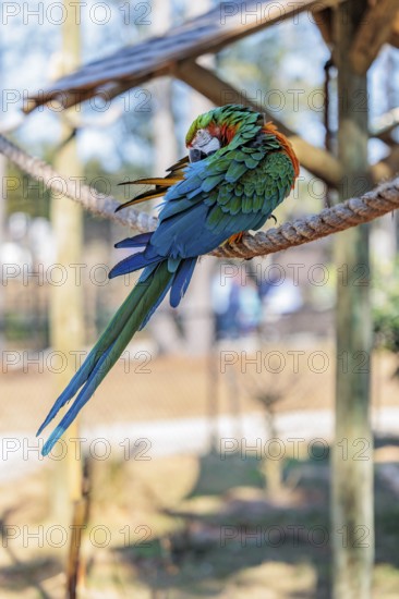 Harlequin Macaw at the Alabama Gulf Coast Zoo in Gulf Shores, Alabama, USA