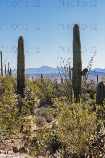 Evening light on saguaro cacti at the Organ Pipe Cactus National Monument in southern Arizona, USA