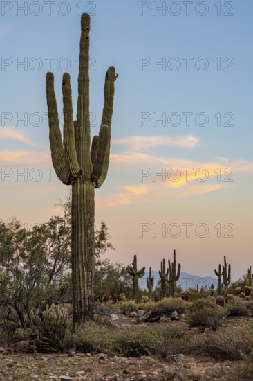 Silhouette of saguaro (Carnegiea gigantea) cacti on the evening sky at the White Tank Mountain Regional Park in Phoenix, Arizona, USA