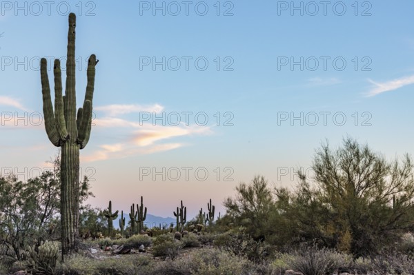 Silhouette of saguaro (Carnegiea gigantea) cacti on the evening sky at the White Tank Mountain Regional Park in Phoenix, Arizona, USA
