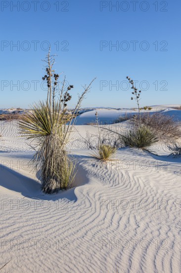 Gypsum dunefields at White Sands National Monument located within the Chihuahuan Desert and the Tularosa Basin near Alamorodo, New Mexico, USA