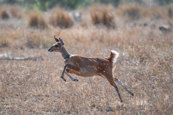 Bushbuck (Tragelaphus scriptus) jumping, flight behaviour, Kruger National Park, South Africa