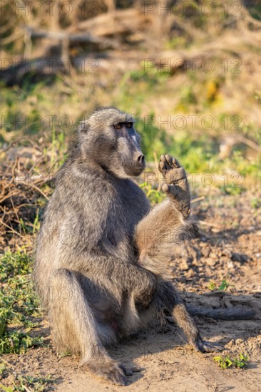 Bear baboon (Papio ursinus), adult, sitting in dry grass, Kruger National Park, South Africa