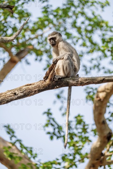 Southern vervet monkey (Chlorocebus pygerythrus) sitting on the branch of an acacia tree, Kruger National Park, South Africa